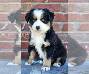 Australian Shepherd Puppy for sale in TAYLOR, TX, USA