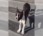 Small Photo #3 Boston Terrier Puppy For Sale in LOUISVILLE, KY, USA