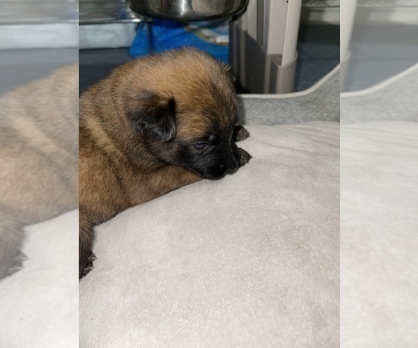 Medium Photo #44 Belgian Malinois Puppy For Sale in REESEVILLE, WI, USA
