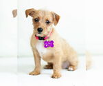 Small #3 Mutt