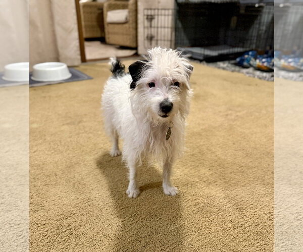 Medium Photo #3 Jack Russell Terrier Puppy For Sale in St. Louis Park, MN, USA