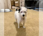 Small #2 Jack Russell Terrier