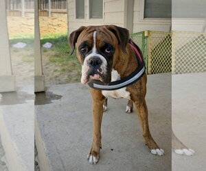 Boxer Dogs for adoption in Dumont, NJ, USA