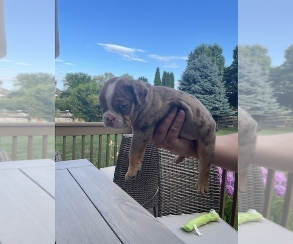 Medium Photo #4 Bulldog Puppy For Sale in WATERVILLE, OH, USA