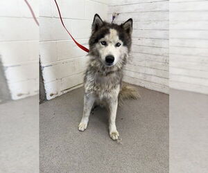 Siberian Husky Dogs for adoption in San Bernardino, CA, USA