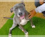 Small #1 American Bulldog Mix