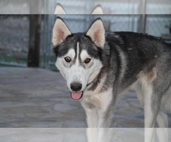 Medium Photo #3 Alaskan Malamute-Huskies  Mix Puppy For Sale in Randleman , NM, USA