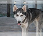 Small #2 Alaskan Malamute-Huskies  Mix