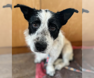 Mutt Dog for Adoption in Cranston, Rhode Island USA