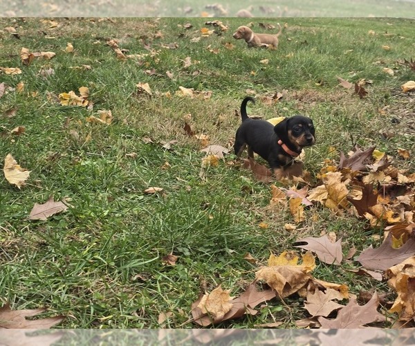 Medium Photo #7 Dachshund Puppy For Sale in ALTOONA, PA, USA