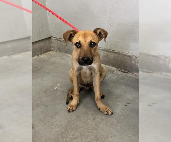 Medium Photo #1 German Shepherd Dog-Unknown Mix Puppy For Sale in Camarillo, CA, USA