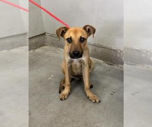 German Shepherd Dog-Unknown Mix Dogs for adoption in Camarillo, CA, USA