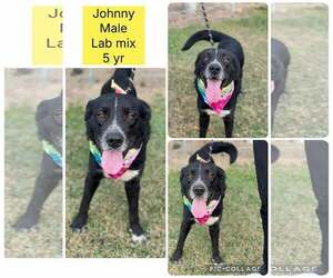 Collie-Labrador Retriever Mix Dogs for adoption in Oakhurst, NJ, USA