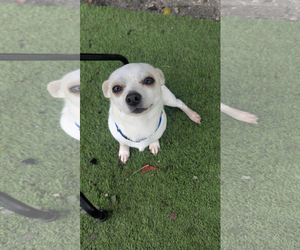 Chihuahua Dogs for adoption in McDonough, GA, USA