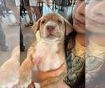 Small Labrador Retriever Mix