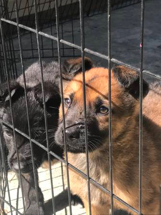 Medium Photo #1 Dutch Shepherd Dog Puppy For Sale in ELLENWOOD, GA, USA