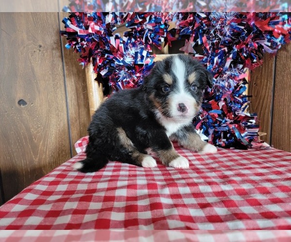 Medium Photo #21 Bernese Mountain Dog Puppy For Sale in BLACK FOREST, CO, USA