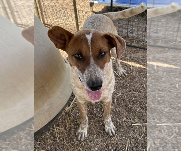 Medium Photo #10 Mutt Puppy For Sale in Bolivar, MO, USA