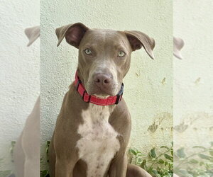 Howdy - Male Mutt Dog for Adoption - Photo #9