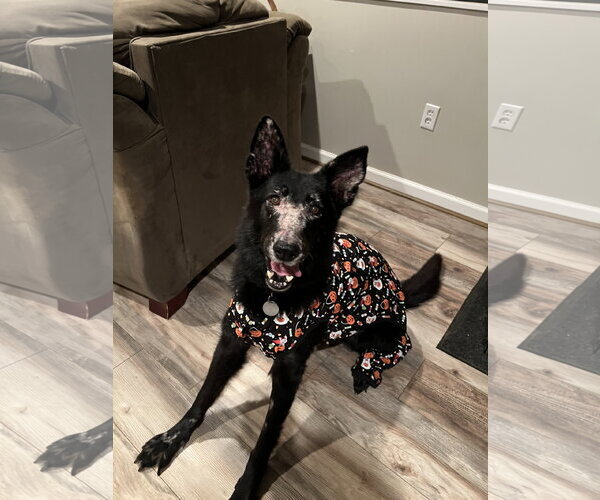 Medium Photo #5 German Shepherd Dog Puppy For Sale in Centreville, VA, USA