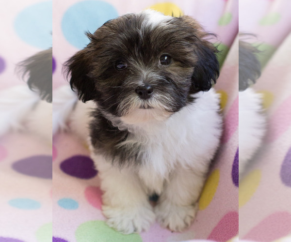 Medium Photo #1 Shih-Poo Puppy For Sale in BAY VIEW, WI, USA