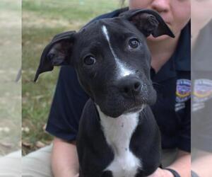 American Pit Bull Terrier Dogs for adoption in Lee's Summit, MO, USA