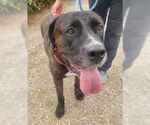 Small #4 Presa Canario Mix