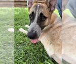 Small #1 Anatolian Shepherd Mix