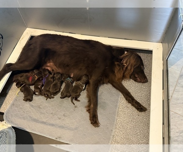 Medium Photo #10 Flat Coated Retriever Puppy For Sale in LAHAINA, HI, USA