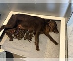 Small #9 Flat Coated Retriever