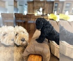 Small Photo #1 Goldendoodle Puppy For Sale in LOGAN, UT, USA