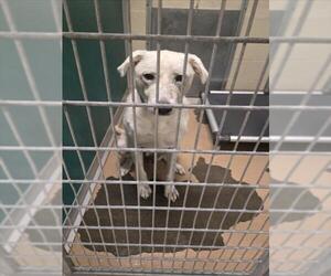 German Shepherd Dog-Unknown Mix Dogs for adoption in Texas City, TX, USA