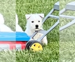 Puppy 3 West Highland White Terrier