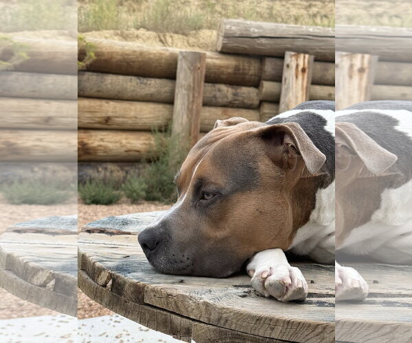 Medium Photo #5 Mutt Puppy For Sale in Fort Collins, CO, USA