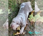 Small #1 Catahoula Leopard Dog