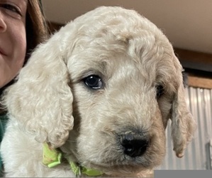 Goldendoodle-Poodle (Standard) Mix Puppy for sale in BEND, OR, USA
