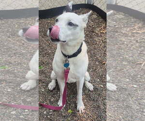 Mrs. Moose - Female Mutt Dog for Adoption - Photo #12