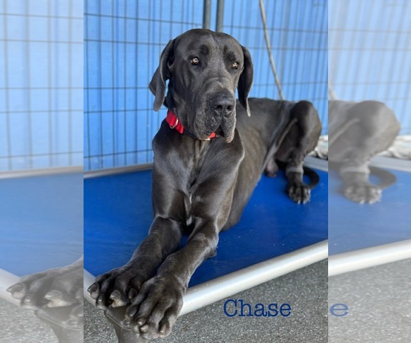Medium Photo #3 Great Dane Puppy For Sale in Palm Beach, FL, USA