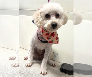 Medium Poodle (Miniature)
