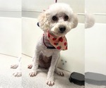 Small Poodle (Miniature)