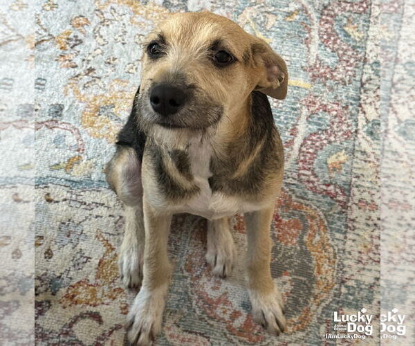 Medium Photo #6 Mutt Puppy For Sale in Washington, DC, USA