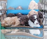 Small Photo #1 Lagotto Romagnolo Puppy For Sale in AGUA DULCE, CA, USA