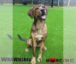 Small #4 Catahoula Leopard Dog Mix