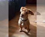 Small #40 Labrador Retriever Mix