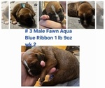 Puppy Aqua Blue Boxer