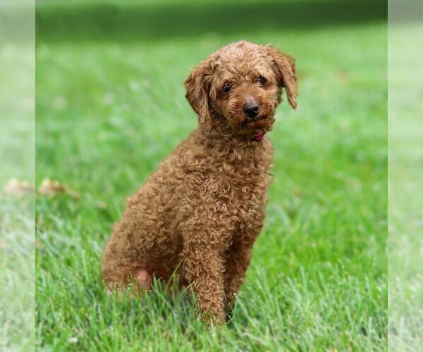 Medium Photo #1 Cavapoo Puppy For Sale in LITITZ, PA, USA