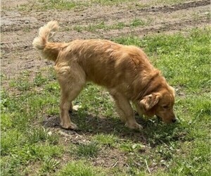 Father of the Golden Retriever puppies born on 04/16/2025