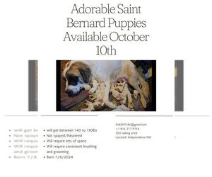 Saint Bernard Puppy for sale in INDEPENDENCE, MO, USA