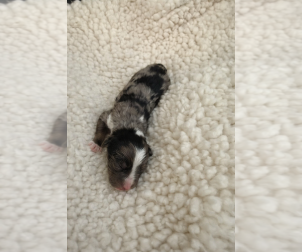 Medium Photo #12 Aussie-Poo-Bernedoodle Mix Puppy For Sale in LEXINGTON, SC, USA