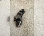 Small #11 Aussie-Poo-Bernedoodle Mix